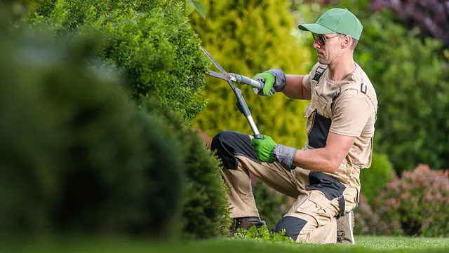 Gartner klipper hekk med store hagesakser iført caps, hansker og arbeidsklær.